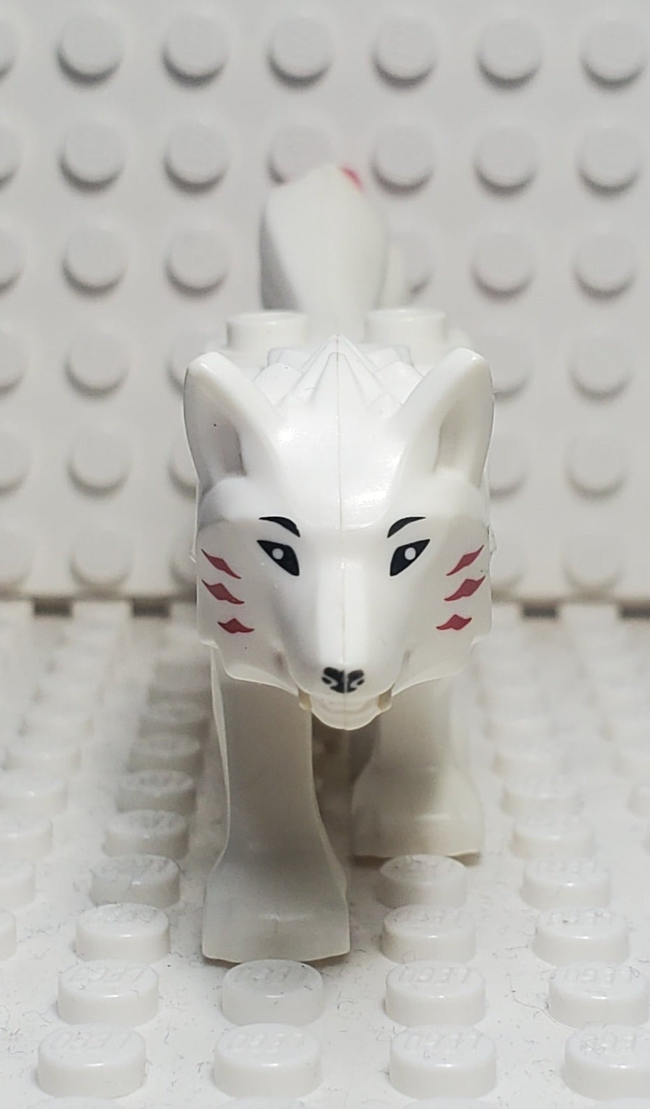 Wolf (Akita), bb0916c01pb01