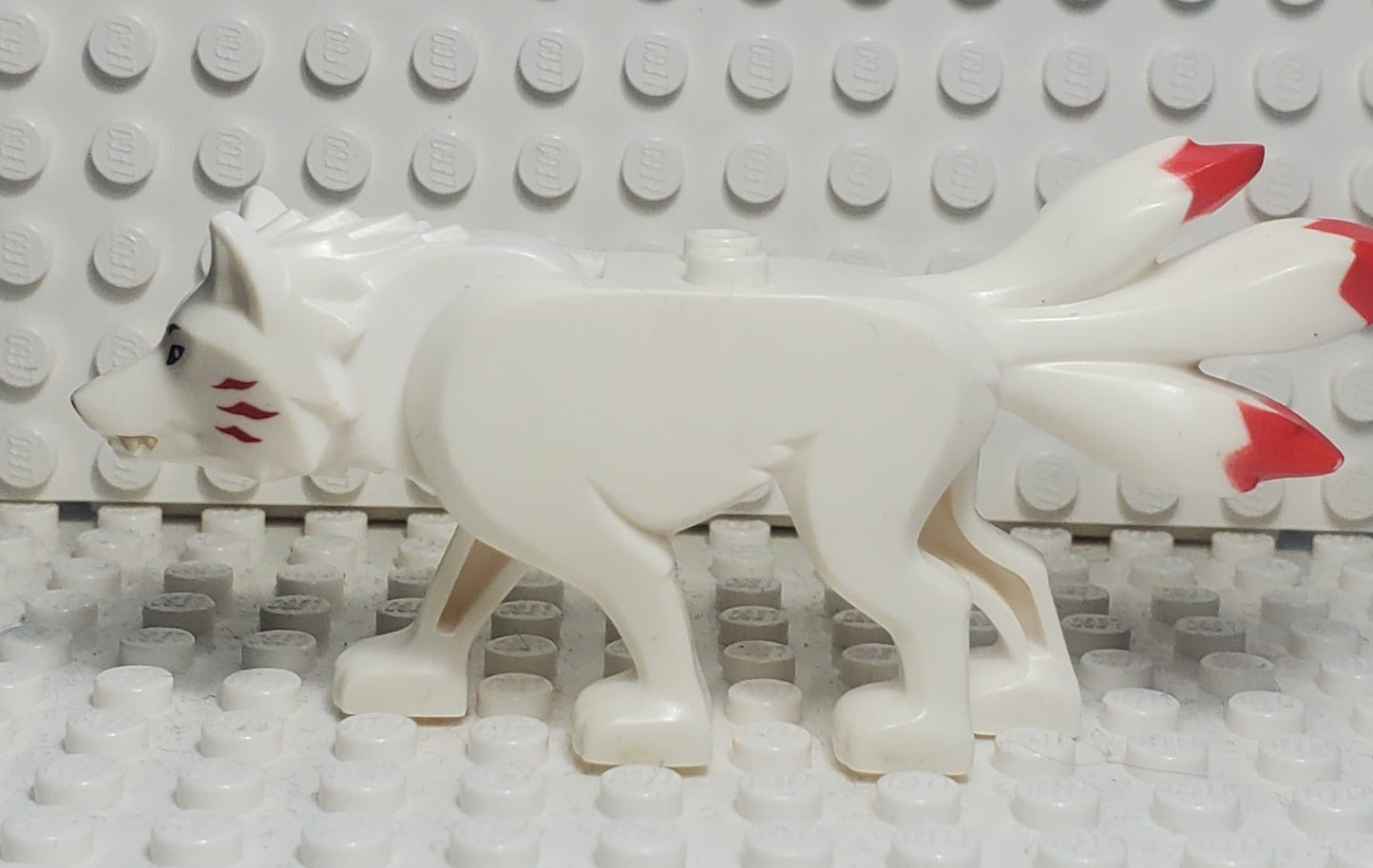Wolf (Akita), bb0916c01pb01