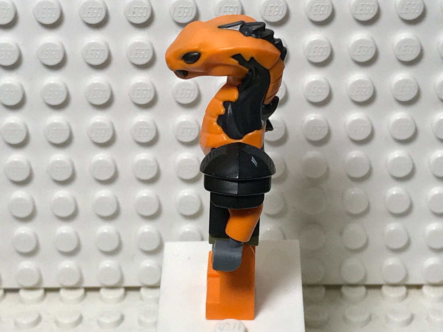 Boa Destructor, njo0752