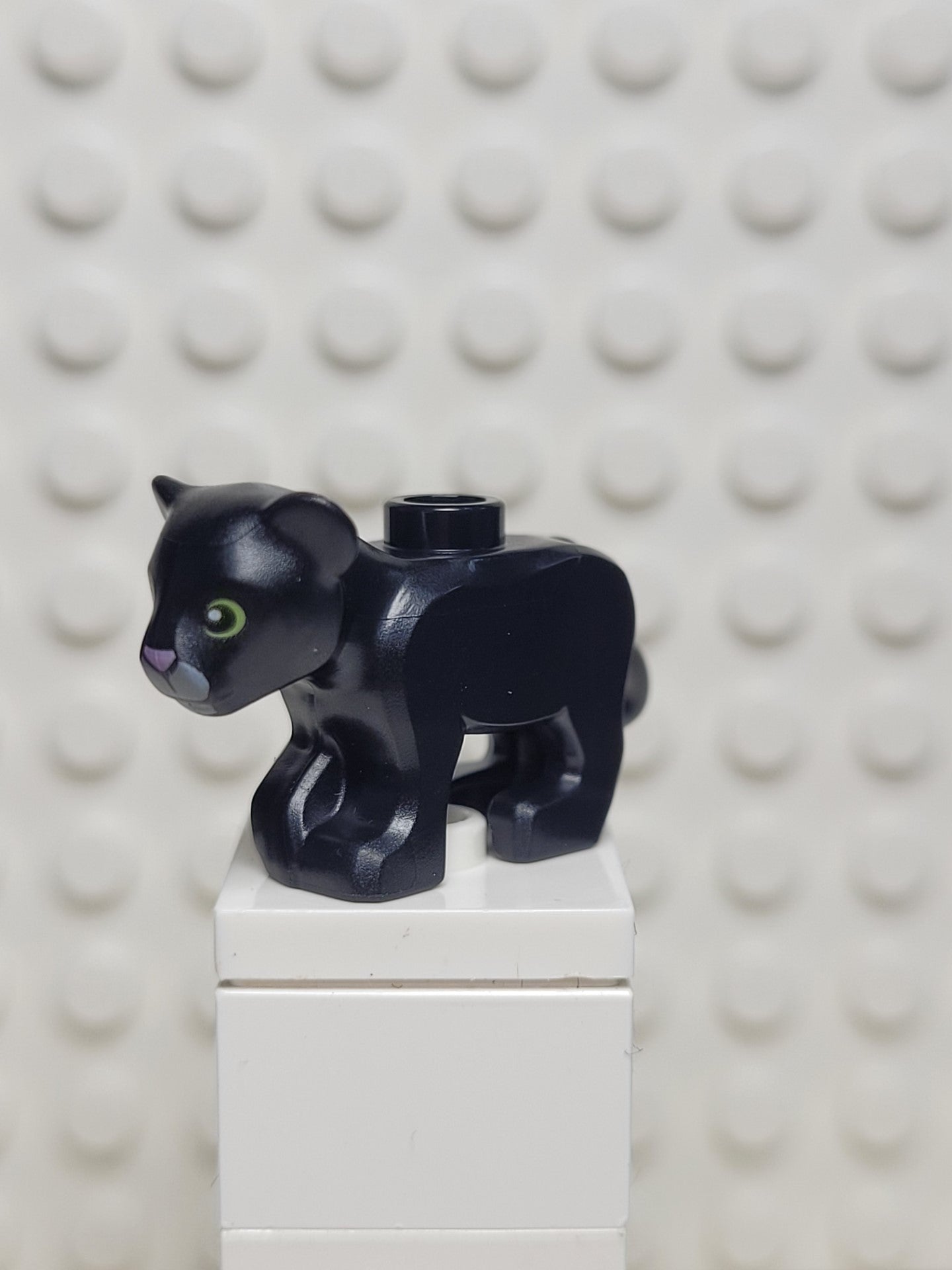 Panther cub, 77307pb03