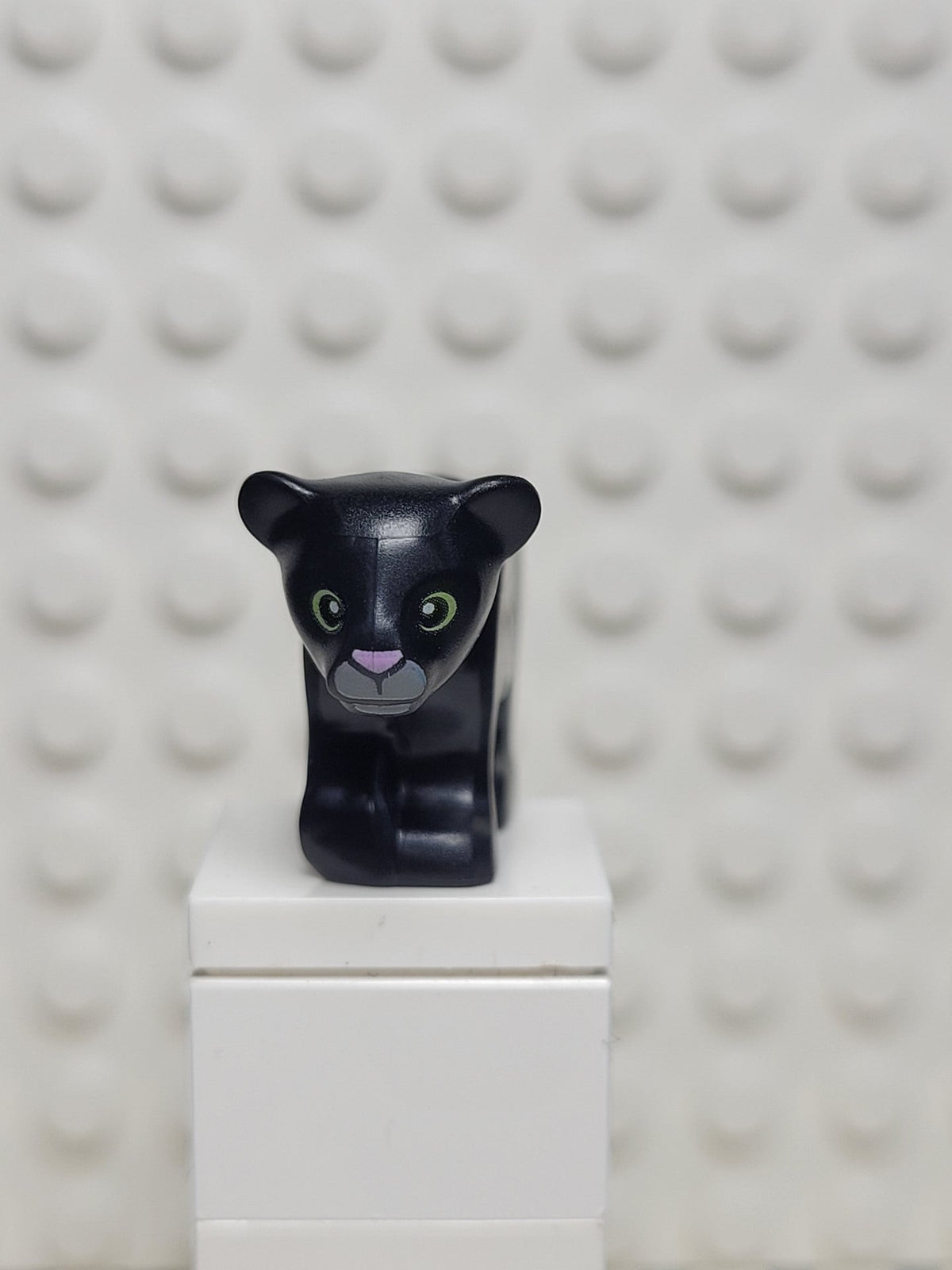 Panther cub, 77307pb03